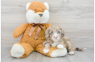 Mini Portidoodle Puppy for Adoption