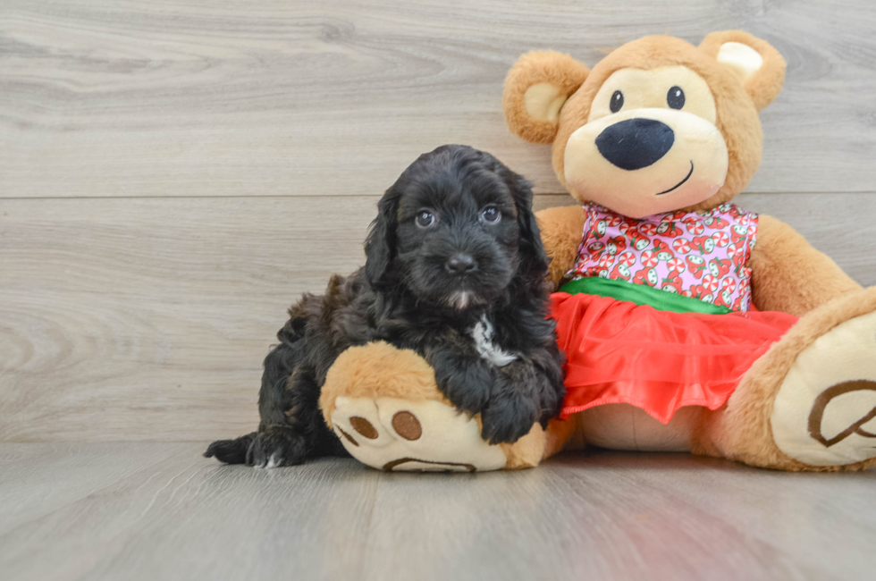 5 week old Mini Portidoodle Puppy For Sale - Florida Fur Babies