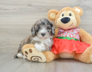 5 week old Mini Portidoodle Puppy For Sale - Florida Fur Babies