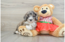 Mini Portidoodle Puppy for Adoption