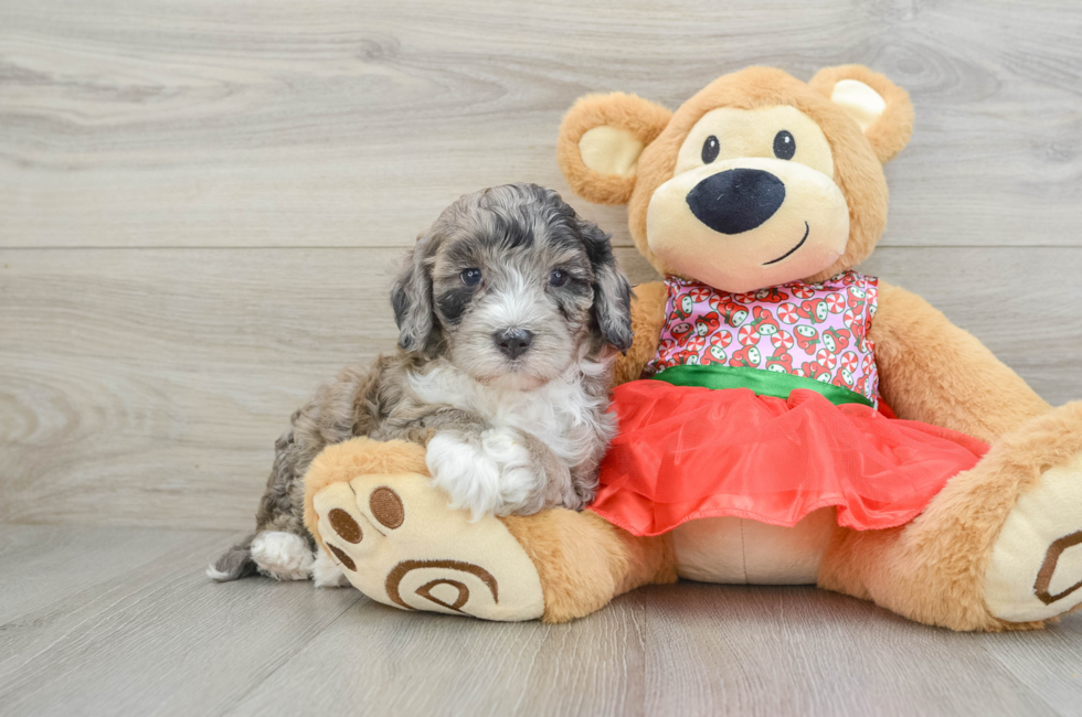 5 week old Mini Portidoodle Puppy For Sale - Florida Fur Babies