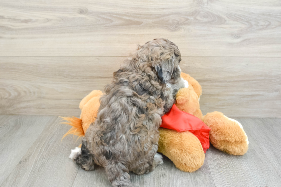 Adorable Portidoo Poodle Mix Puppy