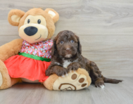 5 week old Mini Portidoodle Puppy For Sale - Florida Fur Babies