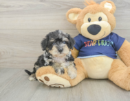 5 week old Mini Schnoodle Puppy For Sale - Florida Fur Babies