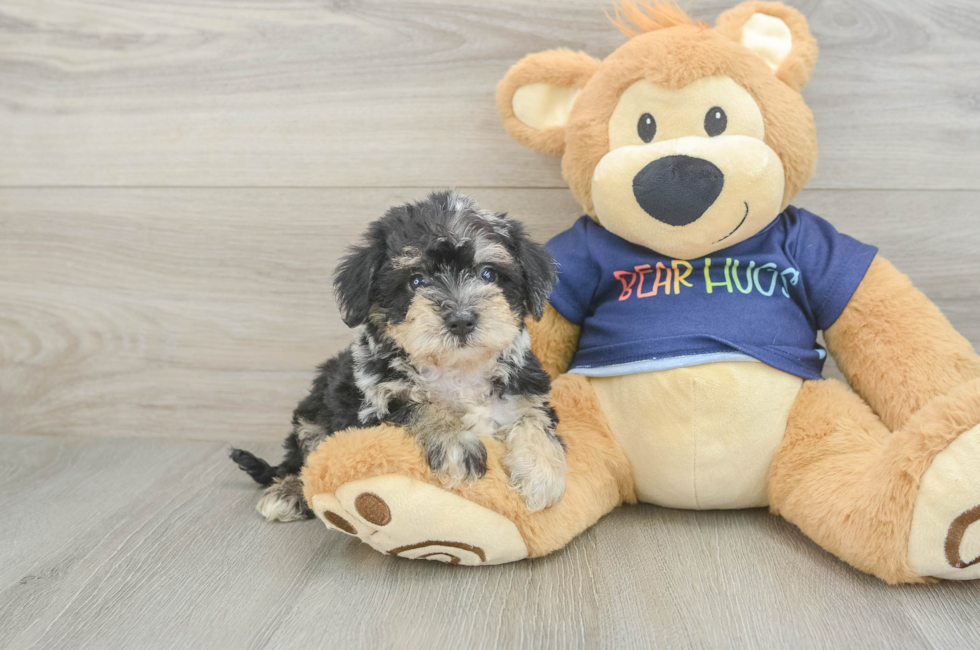 5 week old Mini Schnoodle Puppy For Sale - Florida Fur Babies