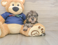 5 week old Mini Schnoodle Puppy For Sale - Florida Fur Babies