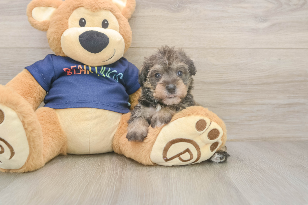 Cute Mini Schnoodle Poodle Mix Puppy