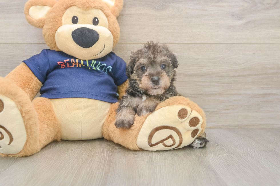 5 week old Mini Schnoodle Puppy For Sale - Florida Fur Babies