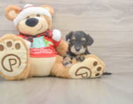 5 week old Mini Schnoodle Puppy For Sale - Florida Fur Babies