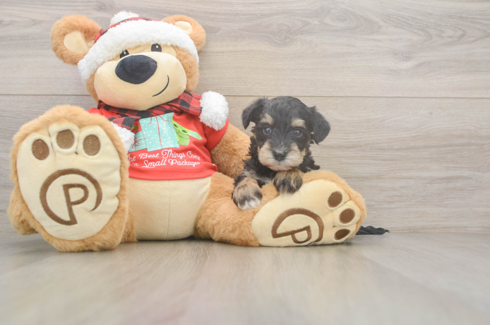 5 week old Mini Schnoodle Puppy For Sale - Florida Fur Babies