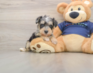 5 week old Mini Schnoodle Puppy For Sale - Florida Fur Babies