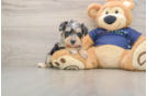 Best Mini Schnoodle Baby