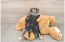 Mini Schnoodle Pup Being Cute