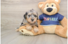 Best Mini Schnoodle Baby