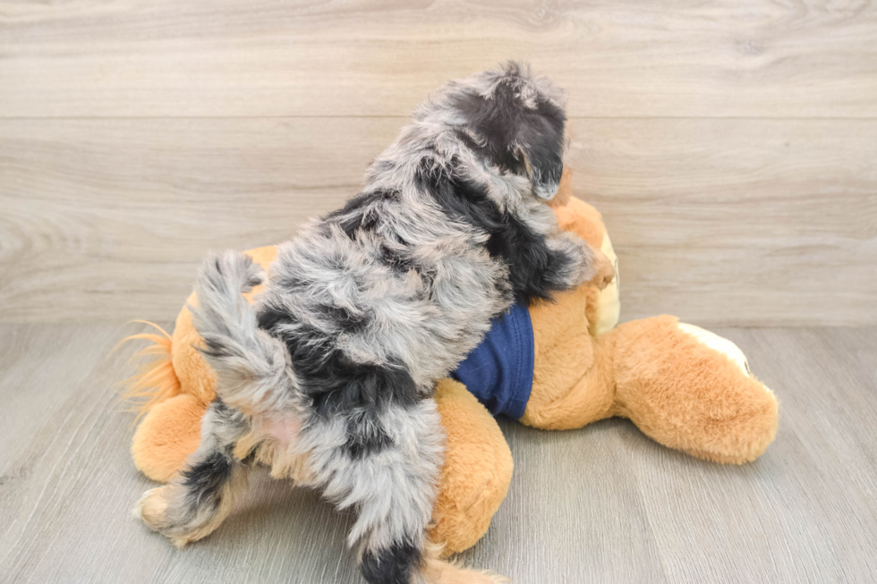 Cute Schnauzer Doodle Poodle Mix Puppy