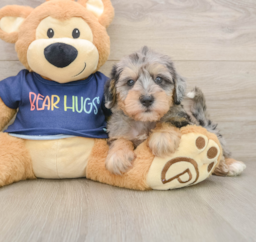 6 week old Mini Schnoodle Puppy For Sale - Florida Fur Babies