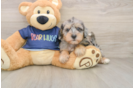 Mini Schnoodle Puppy for Adoption