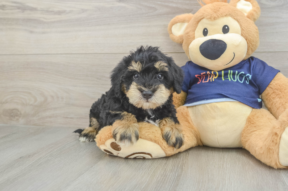 5 week old Mini Schnoodle Puppy For Sale - Florida Fur Babies