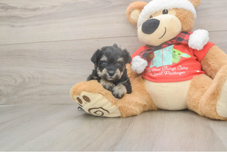 Mini Schnoodle Puppy for Adoption