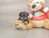 5 week old Mini Schnoodle Puppy For Sale - Florida Fur Babies