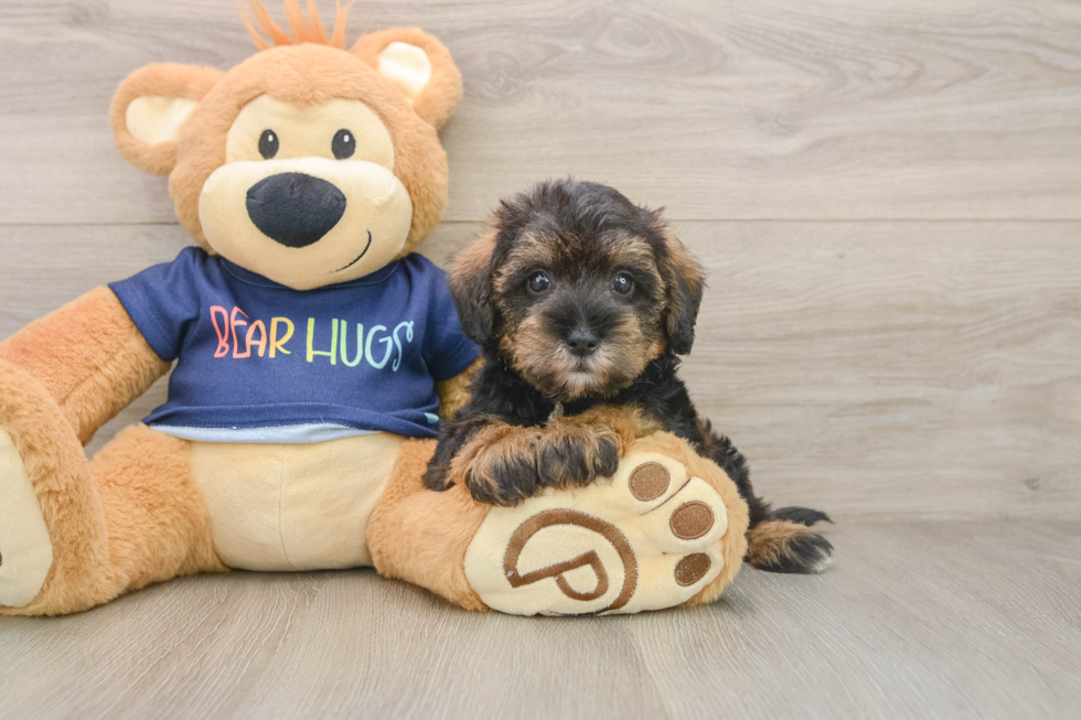 Best Mini Schnoodle Baby