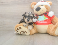 5 week old Mini Schnoodle Puppy For Sale - Florida Fur Babies
