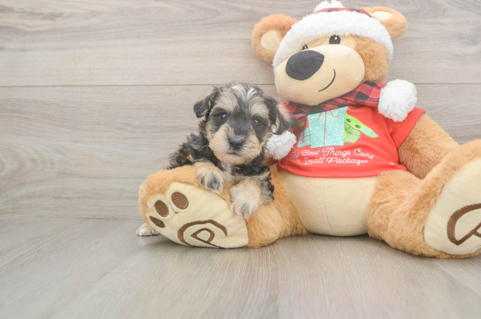 5 week old Mini Schnoodle Puppy For Sale - Florida Fur Babies