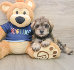 6 week old Mini Schnoodle Puppy For Sale - Florida Fur Babies
