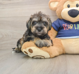 6 week old Mini Schnoodle Puppy For Sale - Florida Fur Babies