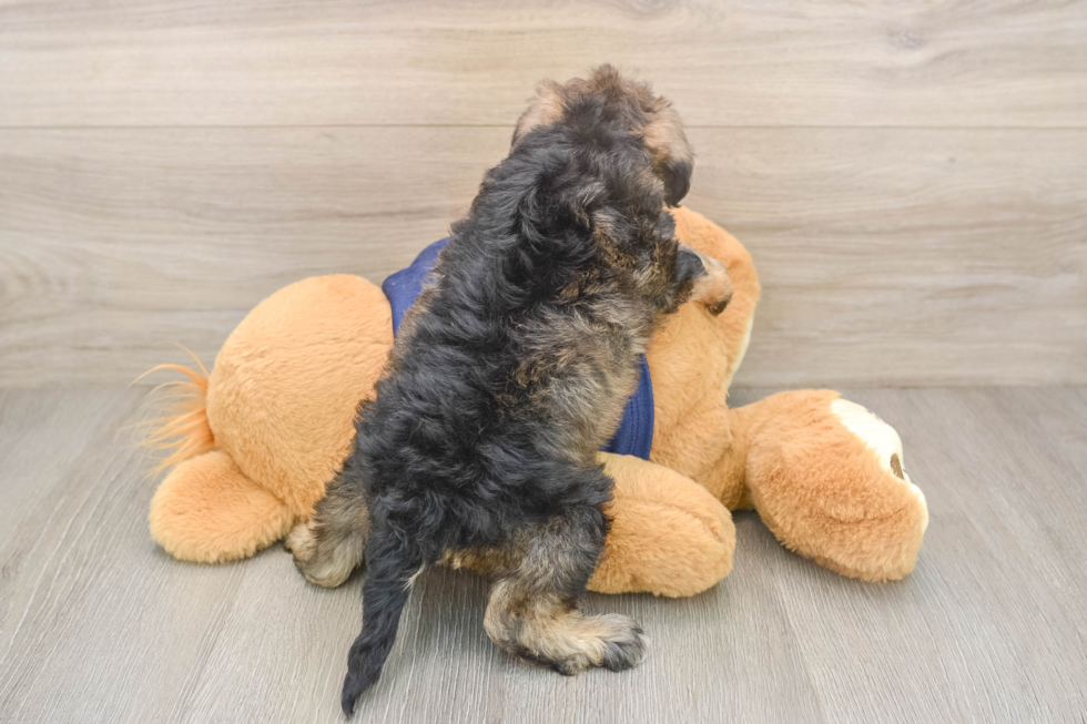 Cute Mini Schnoodle Poodle Mix Pup