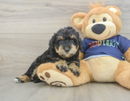 5 week old Mini Schnoodle Puppy For Sale - Florida Fur Babies