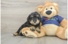 Mini Schnoodle Puppy for Adoption