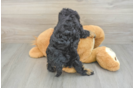 Mini Schnoodle Puppy for Adoption