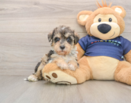 5 week old Mini Schnoodle Puppy For Sale - Florida Fur Babies