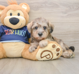 6 week old Mini Schnoodle Puppy For Sale - Florida Fur Babies