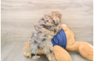 Cute Mini Schnoodle Baby