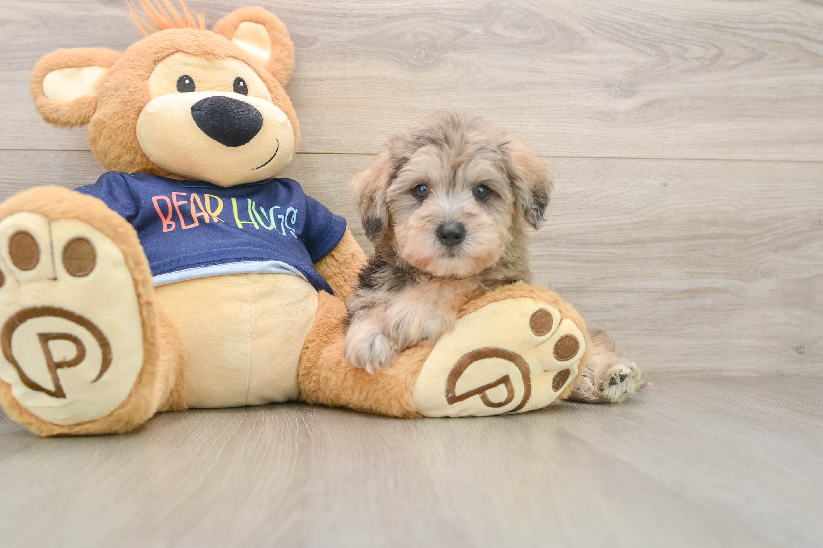 Best Mini Schnoodle Baby