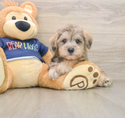 6 week old Mini Schnoodle Puppy For Sale - Florida Fur Babies