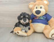 5 week old Mini Schnoodle Puppy For Sale - Florida Fur Babies