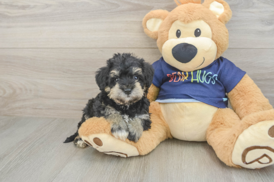Mini Schnoodle Pup Being Cute