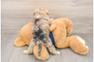 Cute Mini Schnoodle Poodle Mix Puppy