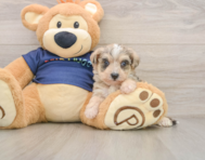 5 week old Mini Schnoodle Puppy For Sale - Florida Fur Babies