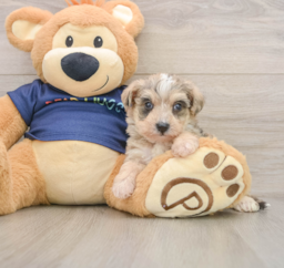 8 week old Mini Schnoodle Puppy For Sale - Florida Fur Babies