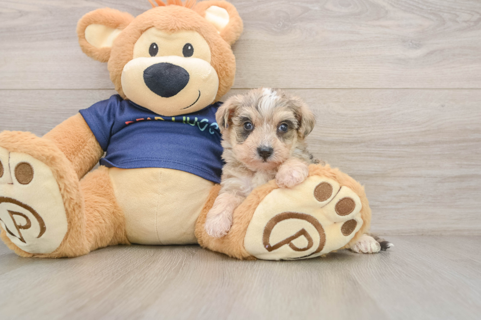 Cute Mini Schnoodle Baby