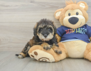 6 week old Mini Schnoodle Puppy For Sale - Florida Fur Babies