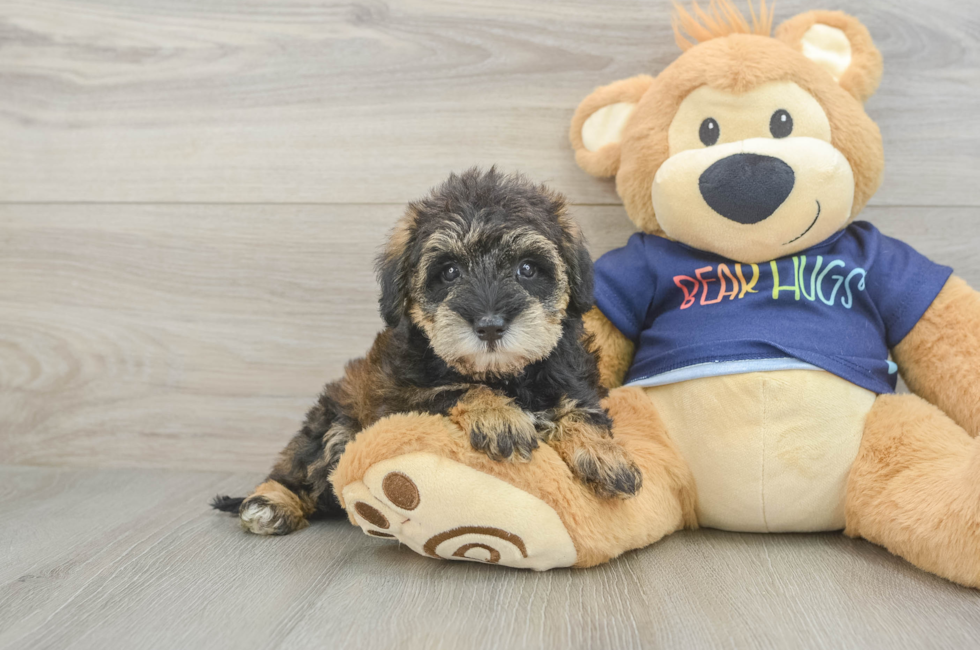 5 week old Mini Schnoodle Puppy For Sale - Florida Fur Babies