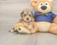 5 week old Mini Schnoodle Puppy For Sale - Florida Fur Babies