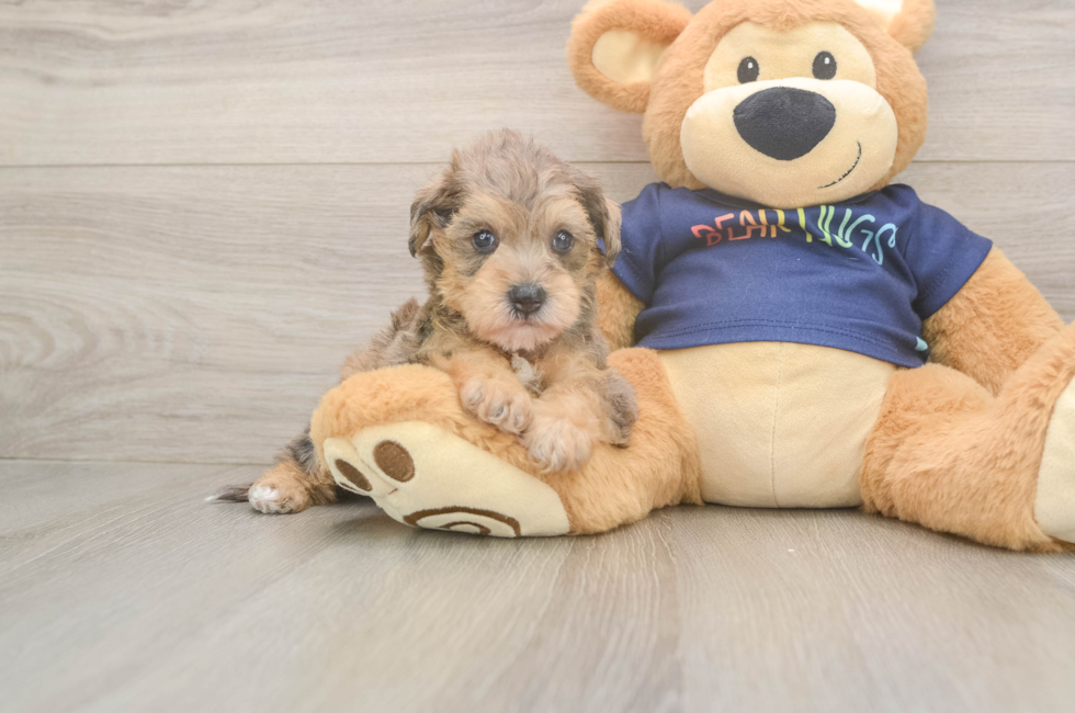 5 week old Mini Schnoodle Puppy For Sale - Florida Fur Babies