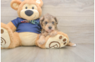 Mini Schnoodle Pup Being Cute