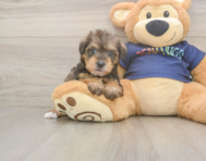 5 week old Mini Schnoodle Puppy For Sale - Florida Fur Babies